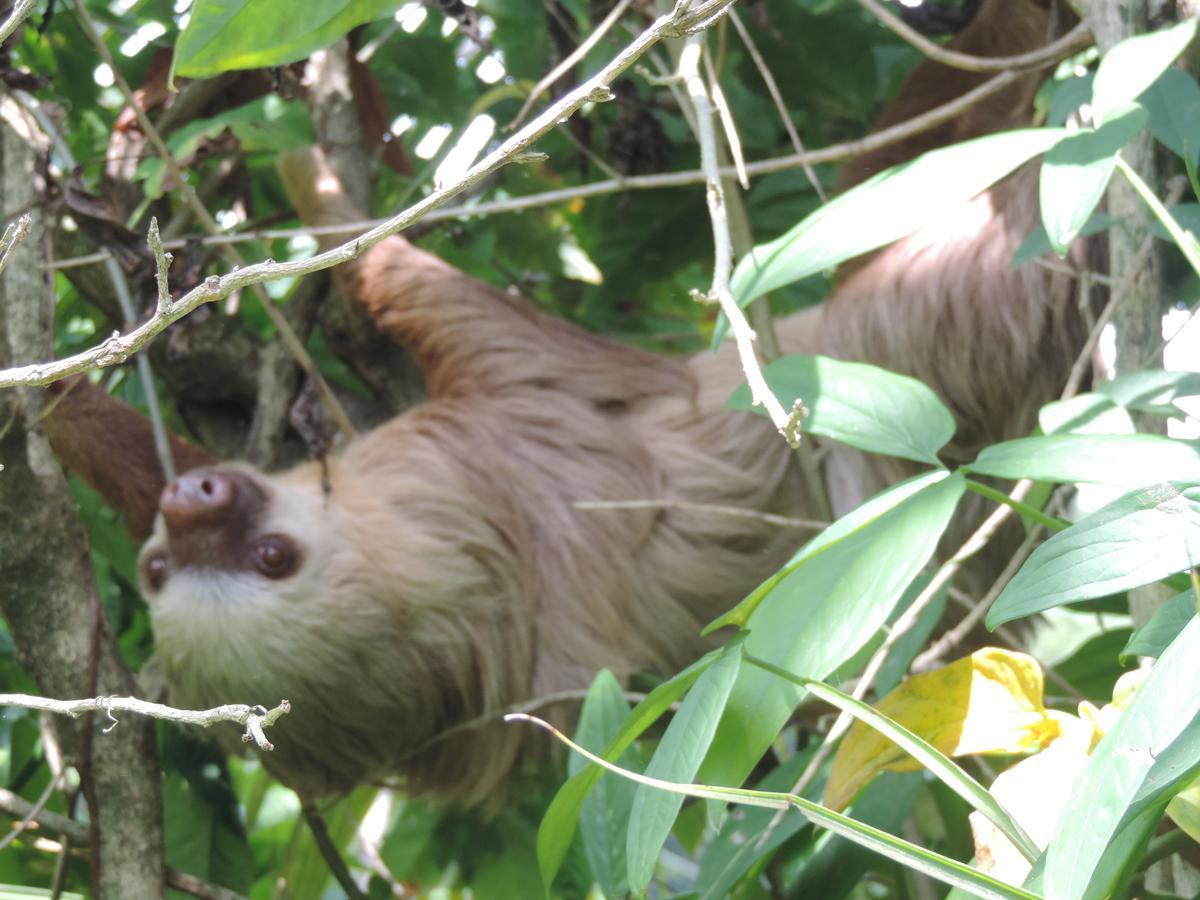 Rosa Lodge Cahuita Zewnętrze zdjęcie