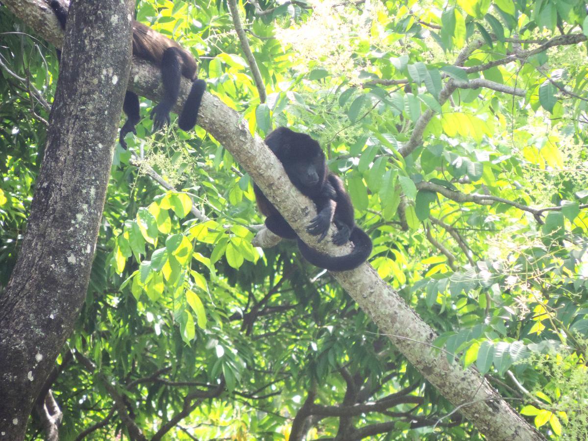 Rosa Lodge Cahuita Zewnętrze zdjęcie